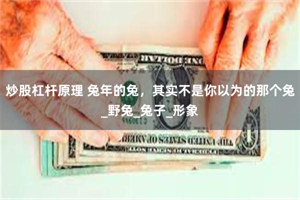 炒股杠杆原理 兔年的兔，其实不是你以为的那个兔_野兔_兔子_形象
